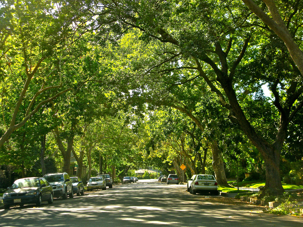 Sacramento Trees